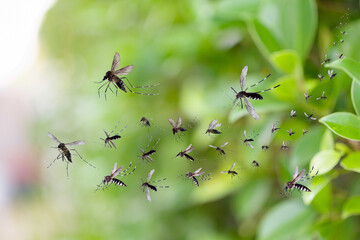 Wall Mural - Swarm of mosquitoes fly in the park