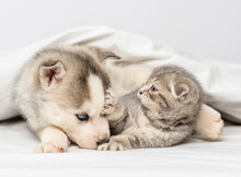 A Husky Puppy With Blue Eyes Lies Under The Covers On The Bed Next To A Tabby Kitten Of The Scottish Breed Who Waves Its Paw At Him. Kitten Attacking A Puppy At Home