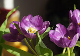 Fototapeta Tulipany - Bouquet of purple tulips  on a dark background 