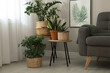 © New Africa - Stylish living room interior with beautiful houseplants and grey armchair
