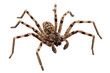 wolf spider lycosa sp