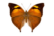 Butterfly Species Doleschallia Bisaltide Pratipa