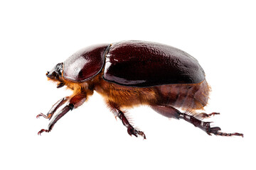 European rhinoceros beetle female 