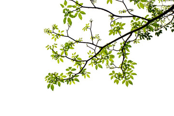 green leaf and twig isolated on white background