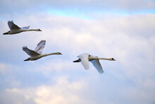 A Family Of Swans Flying