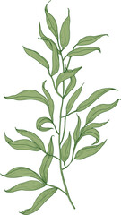 eucalyptus branch with green leaves hand drawn illustration