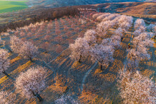 Spring
Almonds,  orchard,  flowers,  trees, 