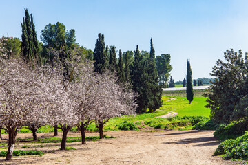 Poster - The edge of almond tree garden