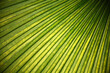 Tropisches grünes Palmenblatt, abstrakter Hintergrund