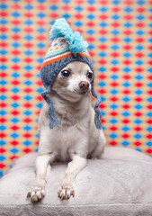 Wall Mural - Cute chihuahua with a knitted hat on in front of a colorful background