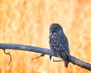 Great gray owl hunting out in nature