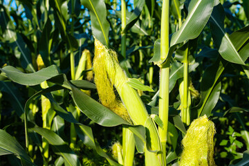 Poster - green field of corn growing in the field on a sunny day