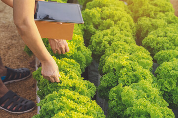 Wall Mural - Hand of female gardener research and checking quality fresh lettuce with digital tablet in organic farm. Asian farmer control on lettuce field. Agriculture or cultivation concept. Selective focus.