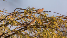 Pair Of Turtledoves On Tree