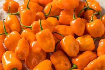 Sticker - Spicy Raw Organic Habanero Peppers