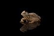 Related to Giant horned lizard isolated on black background