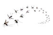 © Kwangmoozaa - Flying mosquitoes isolated on white background