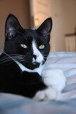 Fototapeta Koty - Black and white young adult cat relaxing on bed