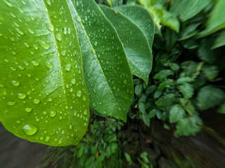 The leaves of the soursop fruit tree are still young and wet by rain, this plant thrives in the tropics