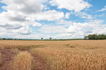 Wheat field and sky