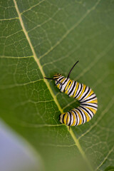 Wall Mural - Monarch Caterpillar
