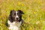 Fototapeta Zwierzęta - Border Collie dog lying in a meadow among colorful flowers on a sunny day.