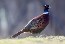 Male Common Pheasants, Phasianus Colchicus, Displaying In Spring Mating Season.