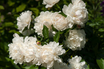 Wall Mural - White peonies in the garden. Blooming pink peony. Closeup of beautiful white Peonie flower.