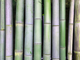 Fototapeta Sypialnia - 日本庭園　竹の壁　web素材　テクスチャJapanese garden bamboo wall web material texture