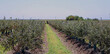 © Tamara Sales  - Southern Hill Farms is a family owned and operated u-pick and commercially harvested blueberry farm located in Clermont, FL.