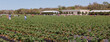 © Tamara Sales  - Southern Hill Farms is a family owned and operated u-pick and commercially harvested blueberry farm located in Clermont, FL.