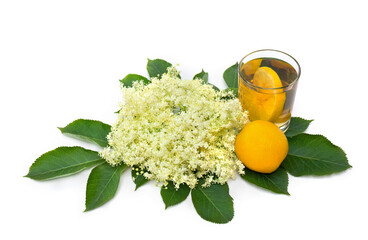 Wall Mural - Flowers elderflower with lemon and tea in glass on white background with space for text. Common names: elder, elderberry, black elder, European black elderberry