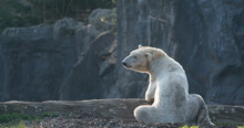 Polar Bear 