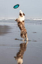Running And Jumping Border Collie Dog Playing Fetch With A Toy In The Ocean