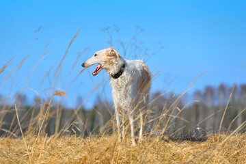 Wall Mural - Beautiful russian borzoi dog