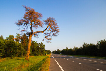 Empty countryside road and old dry shriveled crumpled pine tree in front of blue sky. Warm sunset summer photo with spirit of travel and adventure.