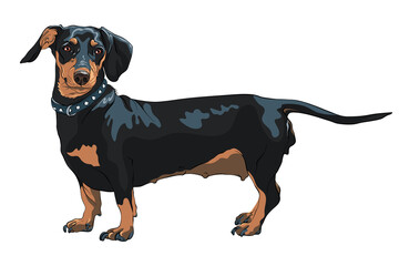 Wall Mural - Black and tan smooth-haired miniature dog Dachshund breed