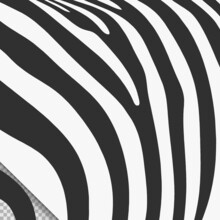 Black White Zebra Skin Pattern Vector