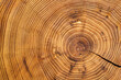 Oiled acacia wood slice with crack and clearly visible concentric circles (annual growth rings, age rings)