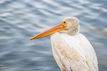 Poster - Close-up of a white pelican. Wildlife photography.