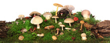 Panorama Of Several Kinds Of Colorful Mushrooms And Fungus On Green Mossy Log. Isolated On White.
