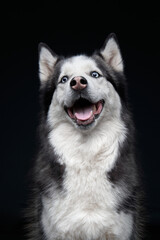 Wall Mural - husky on a dark background. Dog portrait in studio. Pet indoor