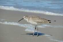 Shore Bird On The Florida Beach
