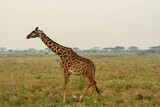 Fototapeta Zwierzęta - giraffe in the wild