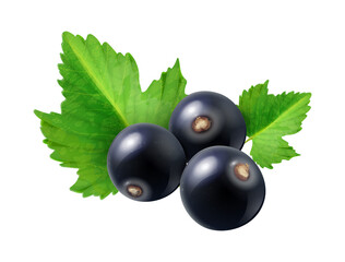 Poster - Realistic Black Currant Composition