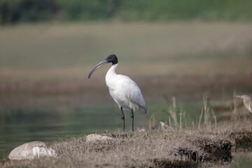 Wall Mural - black-headed ibis, threskiornis melanocephalus, satara, maharashtra, india