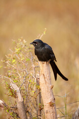 Wall Mural - black drongo, dicrurus macrocercus, satara, maharashtra, india 