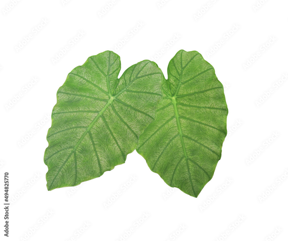 Elephant ear or Colocasia esculenta leaves. Close up green leaf bush of ...