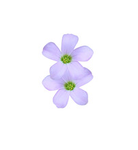 Purple Shamrock Or  Love Plant Flowers. Close Up Small Purple Flower Bouquet Isolated On White Background.