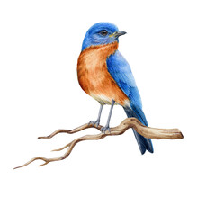 Bluebird On The Branch Watercolor Illustration. Realistic Eastern Bluebird Avian Image. Beautiful Sialia On A Tree Branch. North America Forest Songbird. Bluebird On White Background